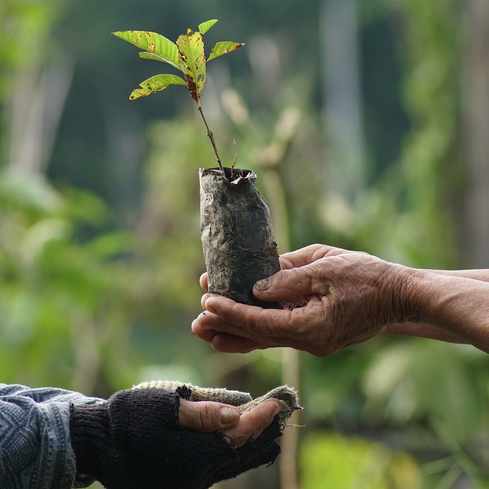 One Tree Planted Bracelet - Image 9